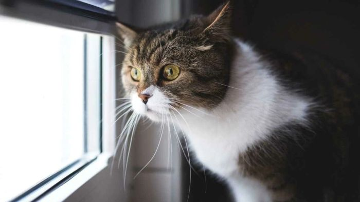 Почему нельзя игнорировать, когда кот пристально смотрит в окно, не реагируя?