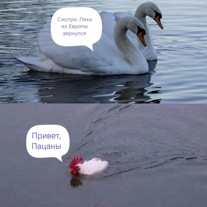 Шутки и веселье: сборник забавных мемов и картинок