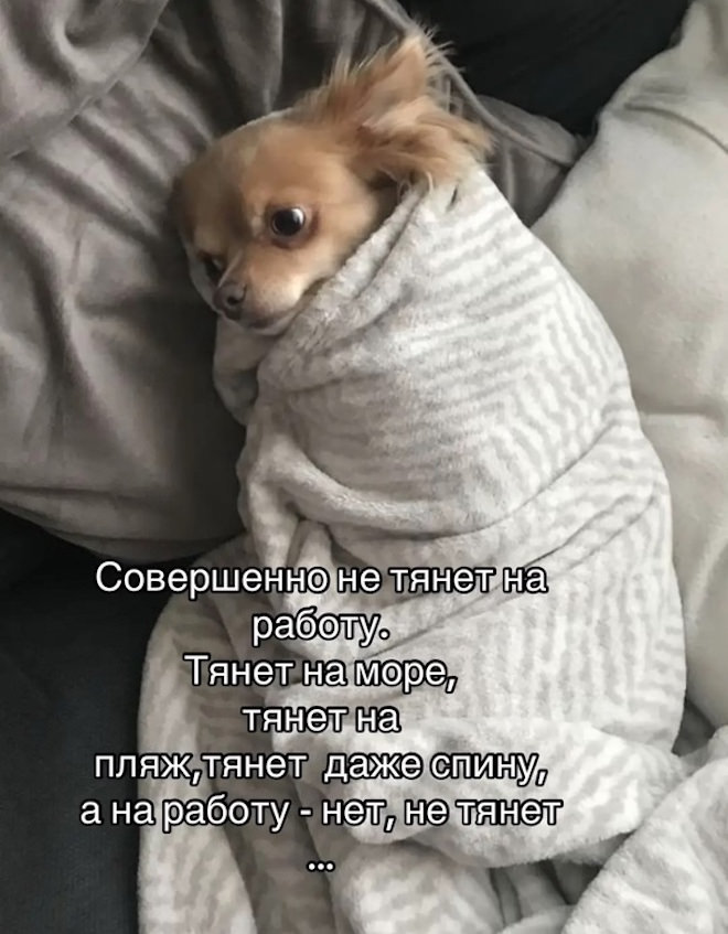 Шутки и веселье: сборник забавных мемов и картинок