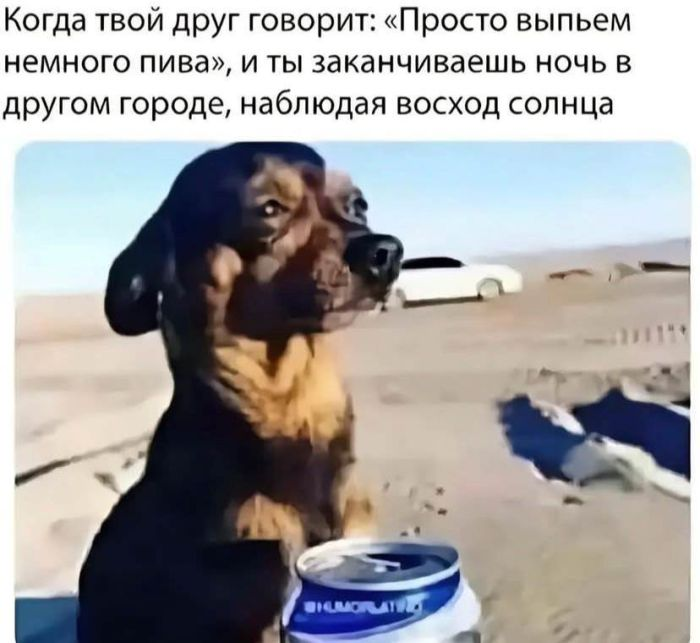 Смехопроводные шедевры: лучшие мемы, которые улучат ваш настрой!