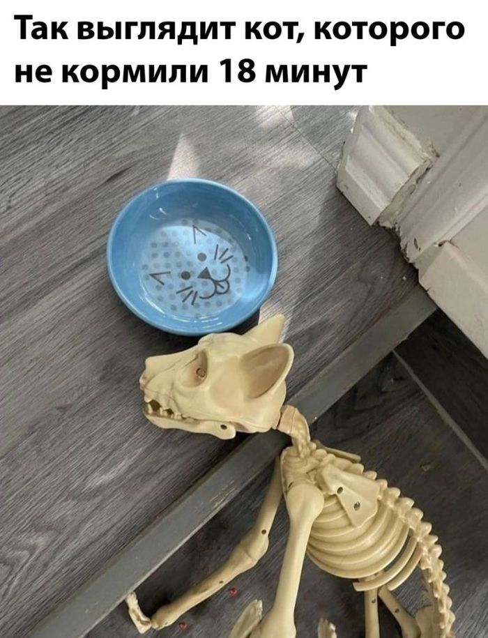 Смехопроводные шедевры: лучшие мемы, которые улучат ваш настрой!