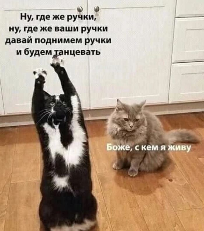 Веселые фотоприколы и мемы: подборка настроения и улыбок