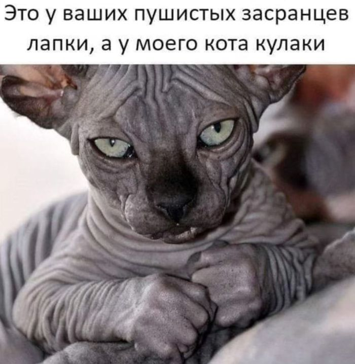 Смехотворная коллекция: мемы и фото, чтобы поднять настроение!
