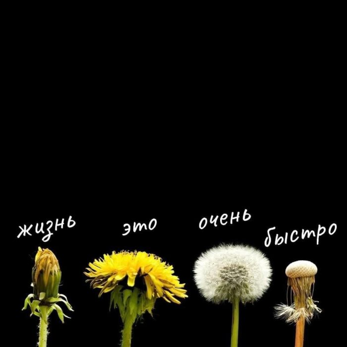 Смехотворная коллекция: мемы и фото, чтобы поднять настроение!