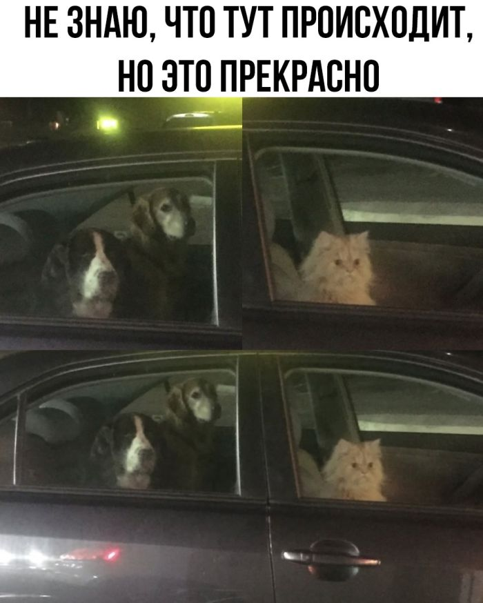 Новые приколы: Картинки с надписями и Мемы